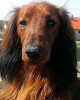 /album/fotogaleria/marley-15-mes-2-jpg/